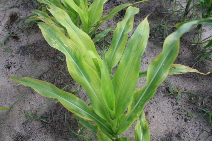 Yellowing of leaves following a Glufosinate application. Depending on application rate, plants will become brown within 3–5 days following these symptoms.