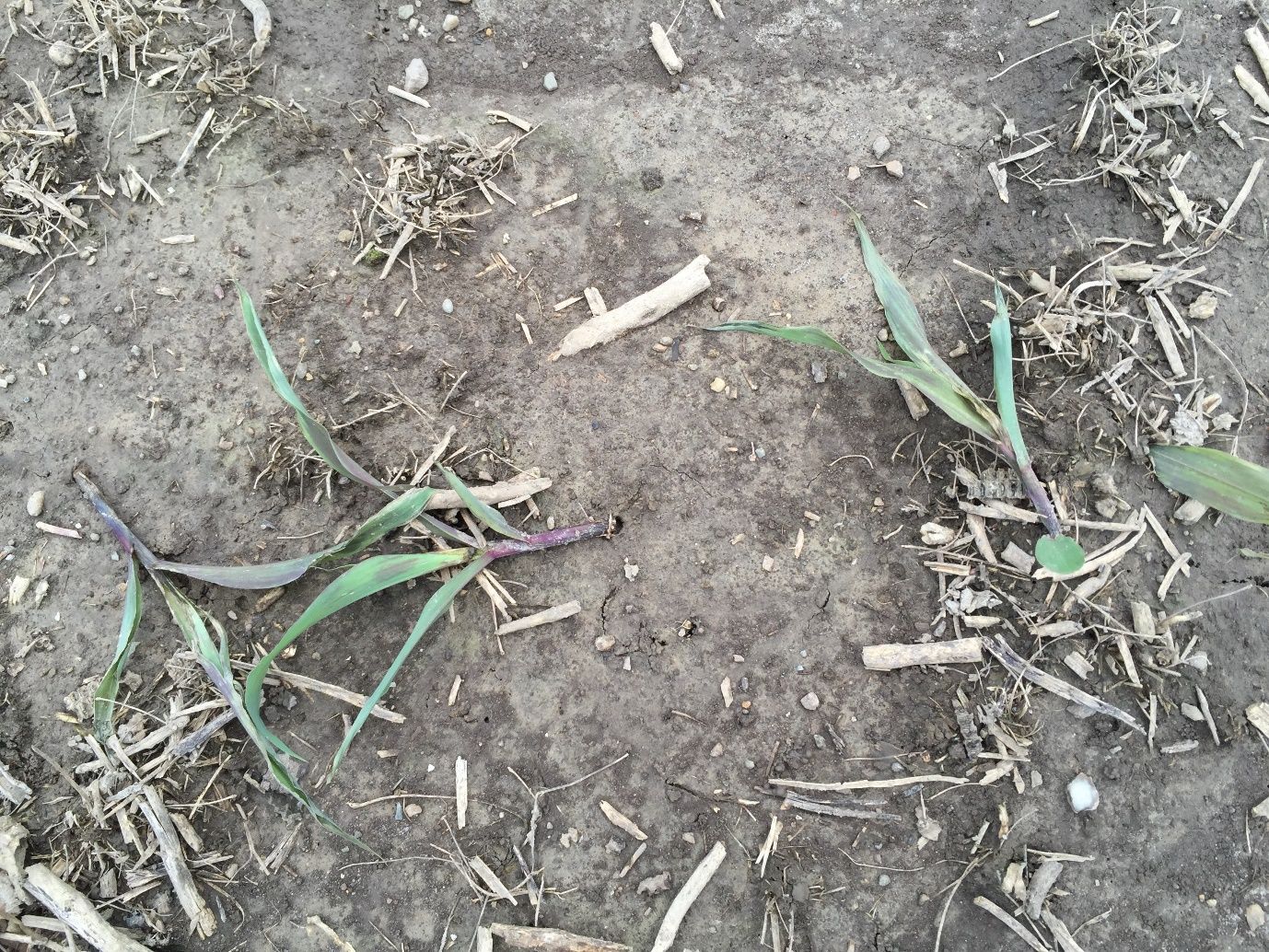 Corn injury caused by a Clethodim application. Note the purple looking plants and dead growing.