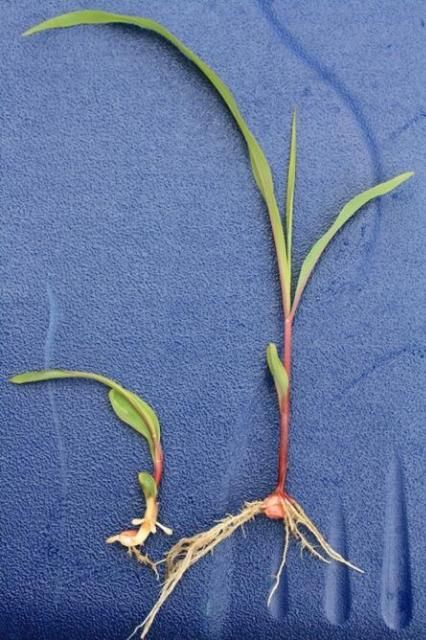 Pendimethalin injury. The plant on the left has short roots and stunted growth compared to the normal corn plant on the right.