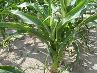 Shortened internodes cause "pineapple"-looking corn. Also, foliage is lime green in color.