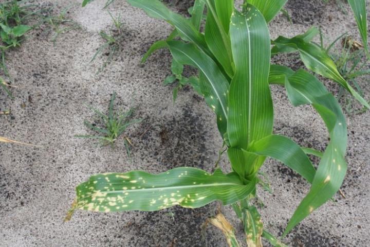 Paraquat injury due to drift. Note dead tissue in spots on leaves.