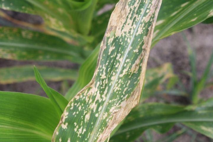 Injury from a post-emergence application of Fomesafen. Note the speckled appearance of leaves.