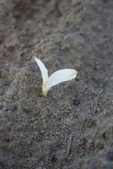 Corn seedling exhibiting bleaching after pre-emergent Clomazone application.