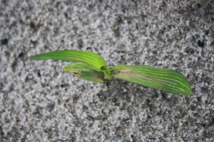 Injury from a pre-emergent Fomesafen application. Note dead tissue in the leaves.