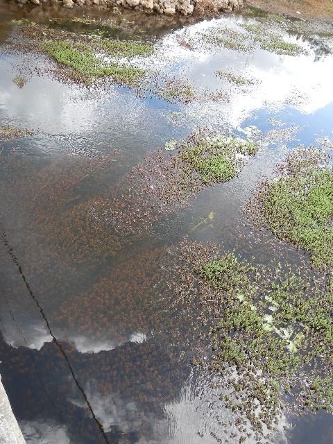 Figure 1. Rotala infesting a flood control canal in Naples, Florida.
