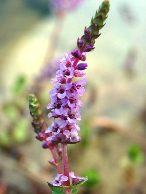 Figure 3. Inflorescence of rotala.