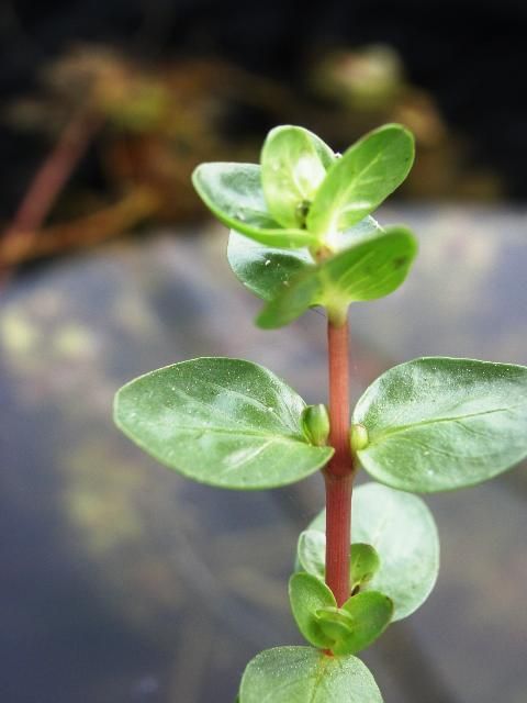 Figure 2a. Emergent forms of rotala.