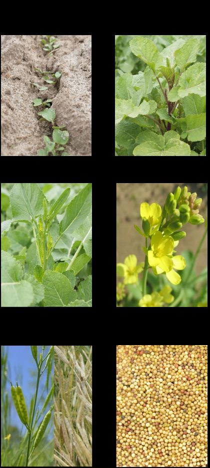 The growth stages of carinata.