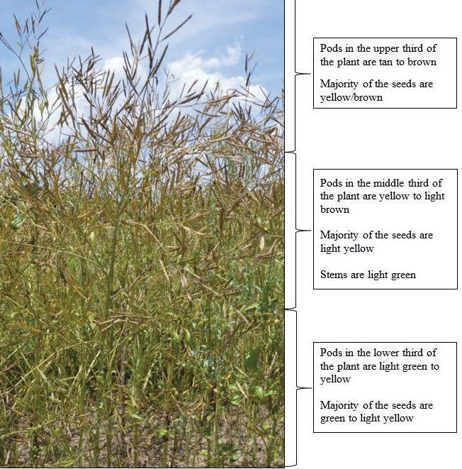 Harvest aids may be applied when >70% of the seeds are physiologically mature or when the upper branches and pods turn brown. At this stage, the main stem may remain slightly green.