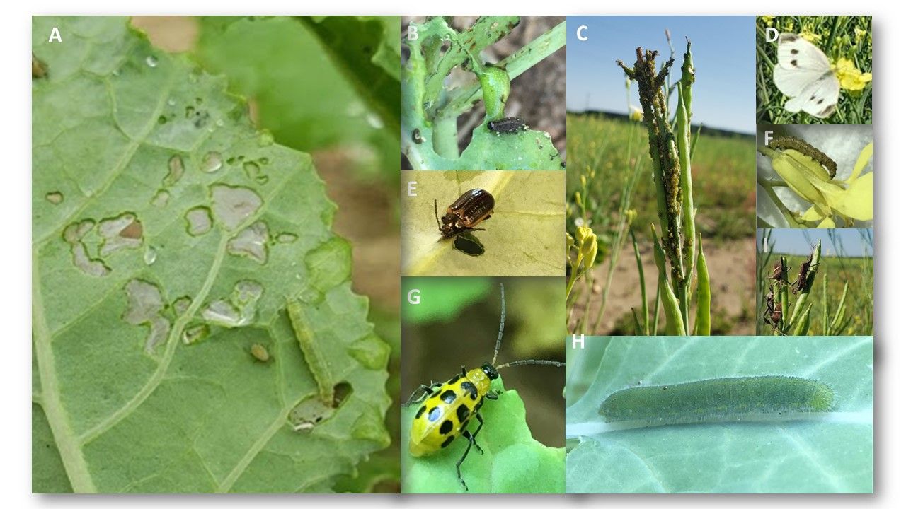 Pests associated with carinata in the Florida panhandle: (A) larvae of the diamondback moth; (B) larvae of yellow margined leaf beetle; (C) turnip aphid adults and nymphs; (D) adult cabbage white butterfly; (E) adult yellow margined leaf beetle; (F) larvae of tobacco budworm; (G) adult spotted cucumber beetle; (H) larvae of cabbage white butterfly; and (I) adult eastern leaf-footed bug.