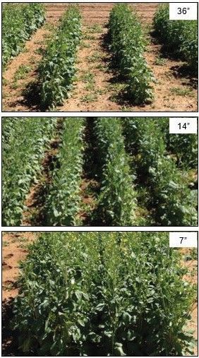 Wide row spacing favors weed growth, while narrow row spacing increases shading by carinata canopy and favors weed suppression.