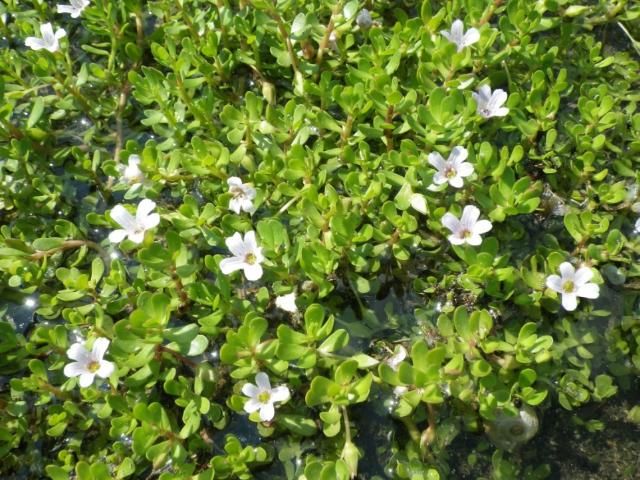 Figure 4. Waterhyssop (Bacopa monnieri).