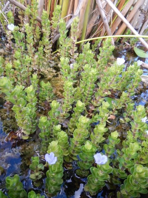 Figure 2. Population of lemon bacopa.