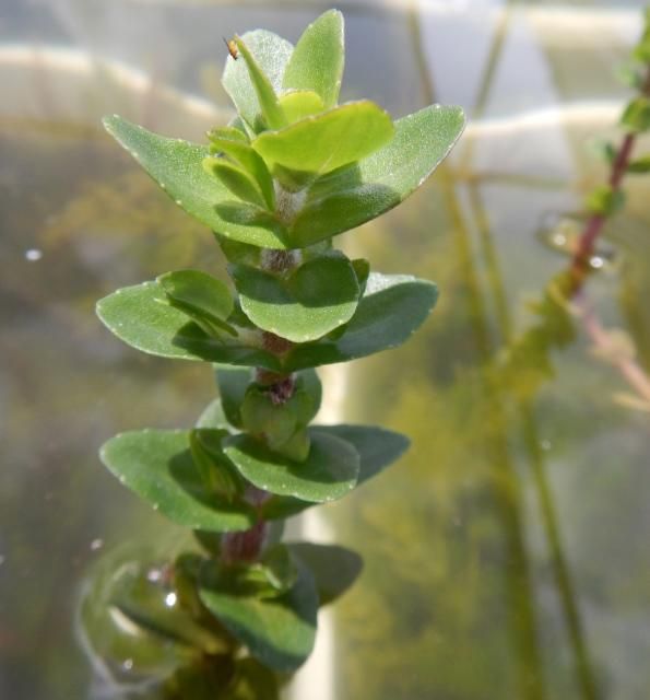 Figure 3. Ideal cutting of lemon bacopa.