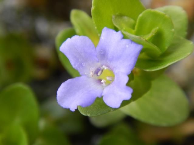 Figure 1. Lemon bacopa flower.