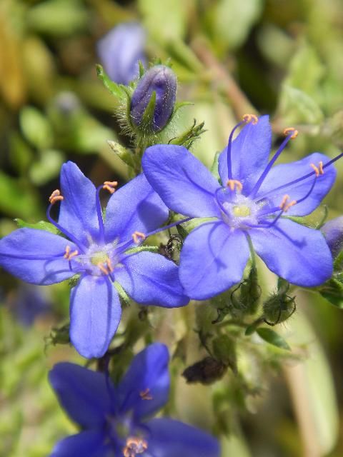 Figure 1. Flowers of skyflower.