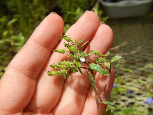 Figure 3. Unripe seed capsules.