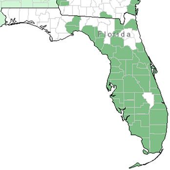 Figure 2. Distribution of skyflower in Florida.