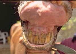 Figure 6. 5-year-old Paso Fino gelding with creeping indigo toxicity from near Homestead, FL. Note the extensive ulcerations of the gums above the upper incisors. This horse's tongue was also severely ulcerated.