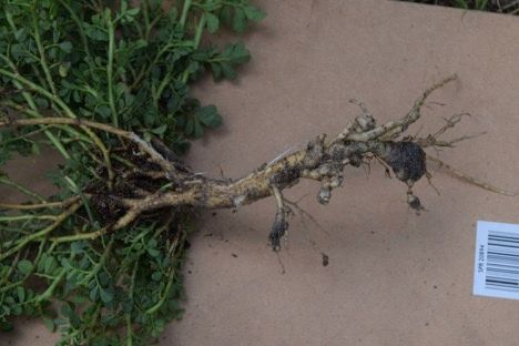 Figure 5. Creeping indigo arises from a slightly submerged crown. The taproot can grow at least 2 feet deep in the soil profile.