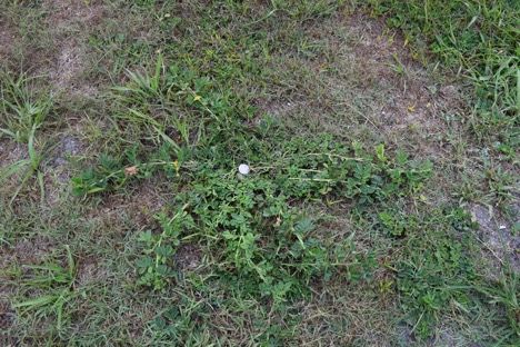 Figure 1. Creeping indigo is a prostrate plant that is commonly found in high traffic areas of grass, such as parking lots, turf, roadsides, medians, and overgrazed pastures.