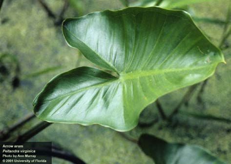 Figure 3. Arrow arum leaf.