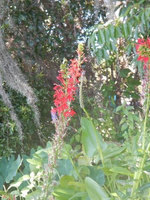 Figure 1. Cardinal flower in the field.