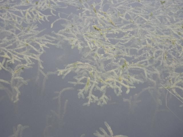 Figure 6. Hydrilla branching near the surface of the water.