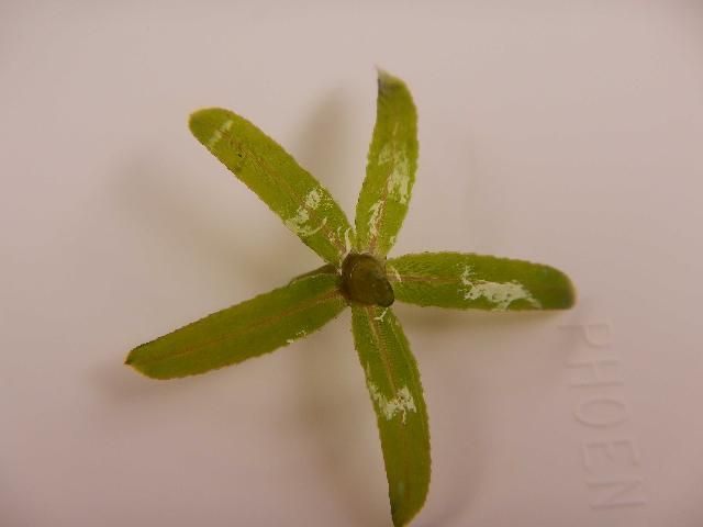 Figure 3. Hydrilla leaves. Note serrate margins and whorled attachment.