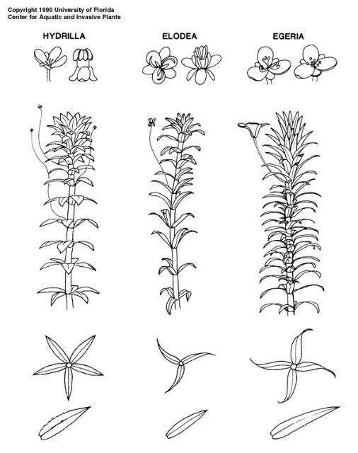 Figure 5. Comparison of hydrilla, elodea, and Brazilian waterweed.