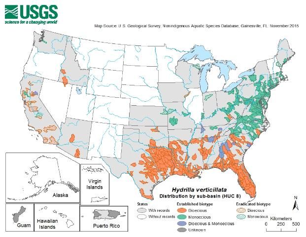 Figure 2. Distribution of hydrilla biotypes in the United States.