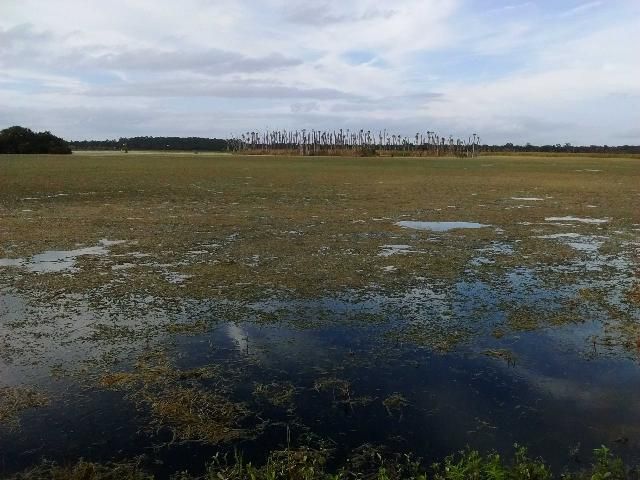 Figure 1. Dense population of hydrilla in Christmas, Florida.