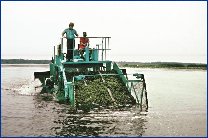 Figure 7. Mechanical harvesting of hydrilla.