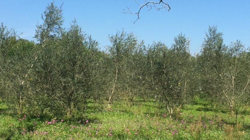 Figure 1. A healthy Arbequina olive grove in Volusia County, Florida.