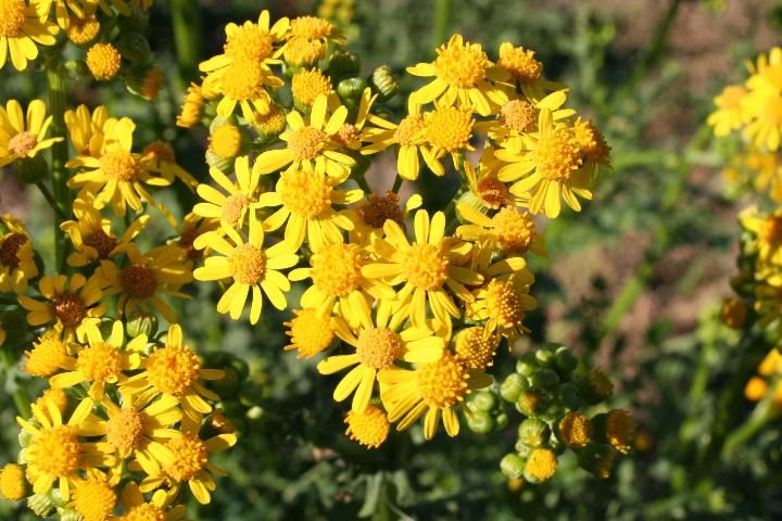 Figure 3. Butterweed flowers.