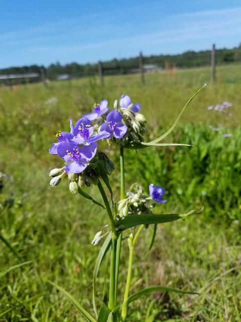 Figure 2. Spiderwort can be easily identified by its clusters of colorful flowers with three petals.