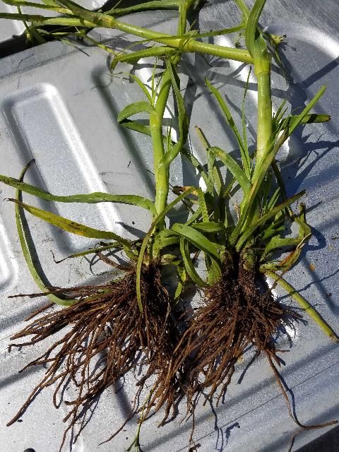 Control of spiderwort is difficult due to the plant's large root crown that provides reserves for regrowth after canopy burndown.