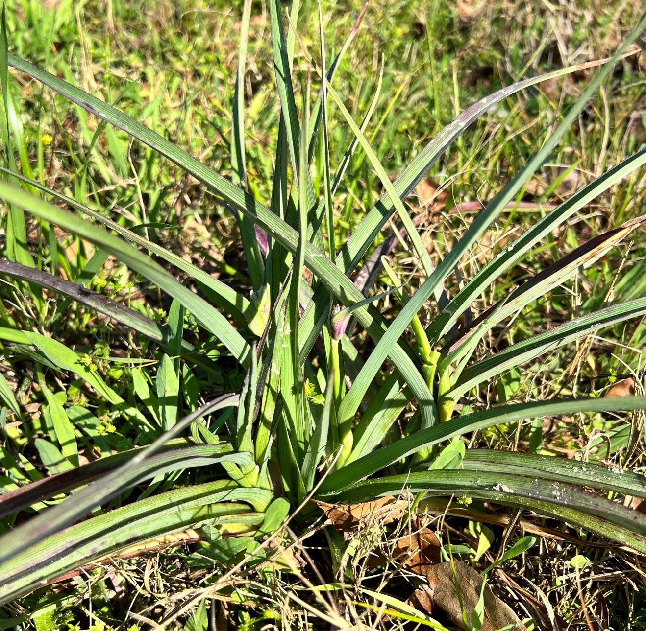 Vegetative stage of spiderwort can be identified by its long grass like leaves and fleshy stem.