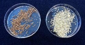 Seeds of brunswickgrass (left) and Pensacola bahiagrass (right). 