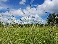 Bahiagrass seed field contaminated by brunswickgrass. Species are similar, but can be differentiated by differences in the seed head. 