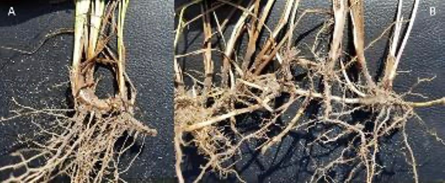 Rhizome comparison of Pensacola bahiagrass (A) and brunswickgrass (B). 