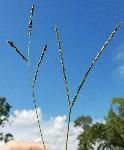 Seed heads of brunswickgrass (left) and bahiagrass (right). 