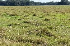Closely grazed bahiagrass pasture with patches of brunswickgrass in late September (toward the end of the growing season) in Levy County, FL. 
