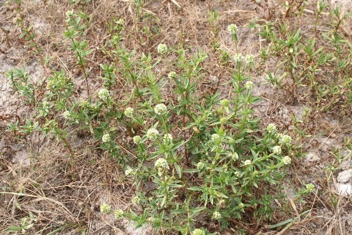 Figure 1. Whitehead broom growing in a pasture. Note the opposite to whorled leaf arrangement, linear leaves, and clusters of white flowers at the nodes.