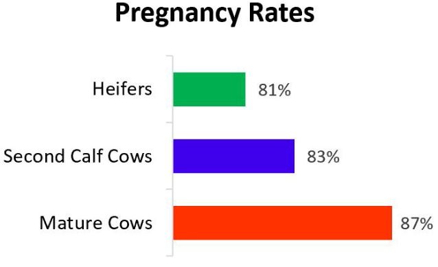 Average pregnancy rates. 