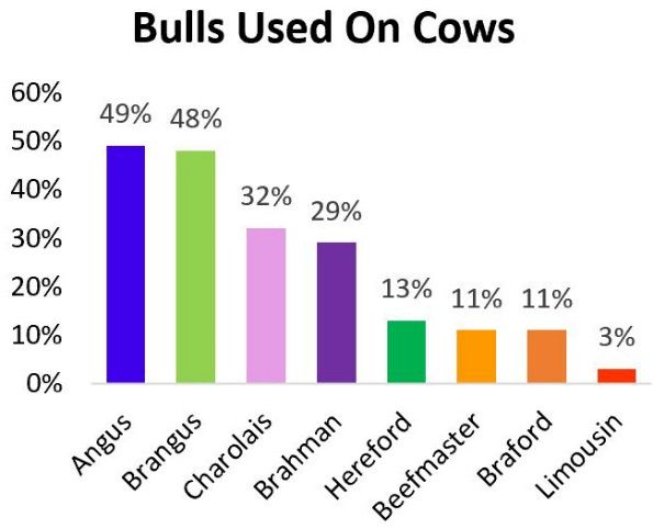 Bull breeds used on cows. 