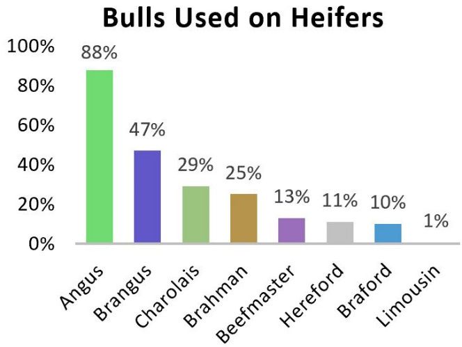Bull breeds used on heifers. 