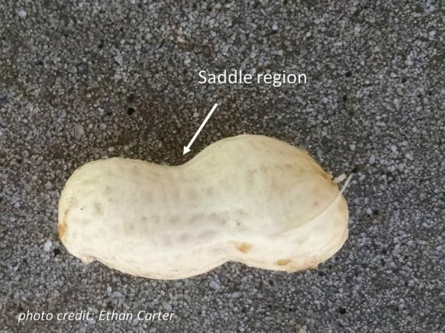 Figure 3. The color of the saddle should be used for placement on the maturity profile board. The saddle is also the region that should be placed down when using the digital image model associated with PeanutFARM.