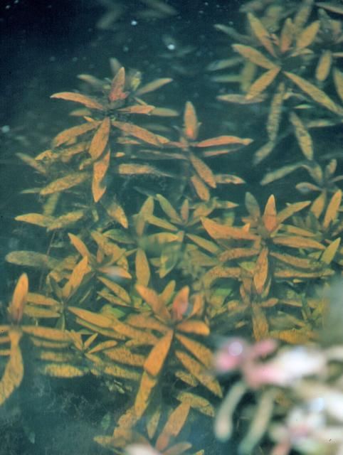 Figure 3. Submersed growth of East Indian hygrophila.