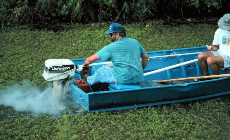 Figure 6. An attempt to operate an outboard motor in dense, topped-out East Indian hygrophila.